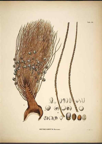 Reproducción/Reproduction 49785106283: Historia naturalis palmarum. Lipsiae: T.O. Weigel, [1823-50]. 
