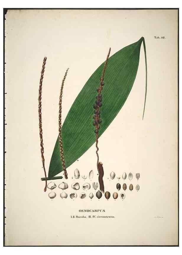 Reproducción/Reproduction 49785642166: Historia naturalis palmarum. Lipsiae: T.O. Weigel, [1823-50]. 