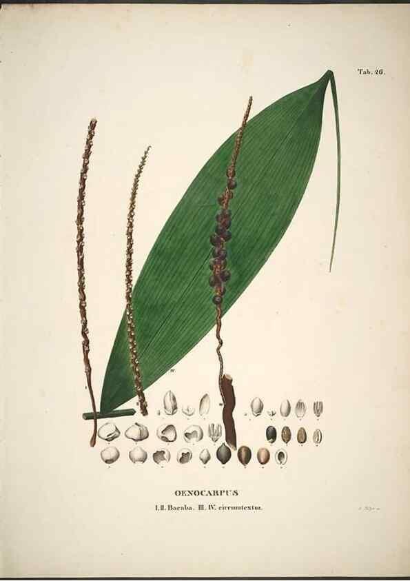 Reproducción/Reproduction 49785642166: Historia naturalis palmarum. Lipsiae: T.O. Weigel, [1823-50]. 