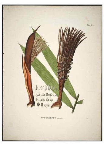 Reproducción/Reproduction 49785642331: Historia naturalis palmarum. Lipsiae: T.O. Weigel, [1823-50]. 