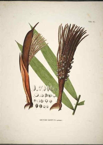 Reproducción/Reproduction 49785642331: Historia naturalis palmarum. Lipsiae: T.O. Weigel, [1823-50]. 