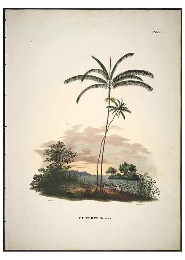 Reproducción/Reproduction 49785965172: Historia naturalis palmarum. Lipsiae: T.O. Weigel, [1823-50]. 