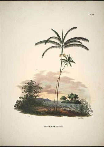 Reproducción/Reproduction 49785965172: Historia naturalis palmarum. Lipsiae: T.O. Weigel, [1823-50]. 