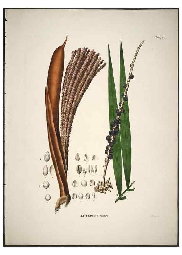 Reproducción/Reproduction 49785965327: Historia naturalis palmarum. Lipsiae: T.O. Weigel, [1823-50]. 