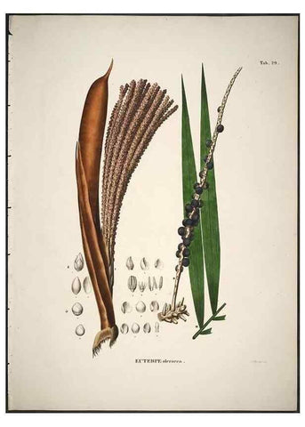 Reproducción/Reproduction 49785965327: Historia naturalis palmarum. Lipsiae: T.O. Weigel, [1823-50]. 