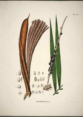 Reproducción/Reproduction 49785965327: Historia naturalis palmarum. Lipsiae: T.O. Weigel, [1823-50]. 
