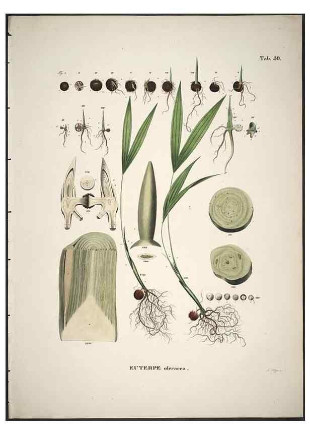 Reproducción/Reproduction 49785643436: Historia naturalis palmarum. Lipsiae: T.O. Weigel, [1823-50]. 