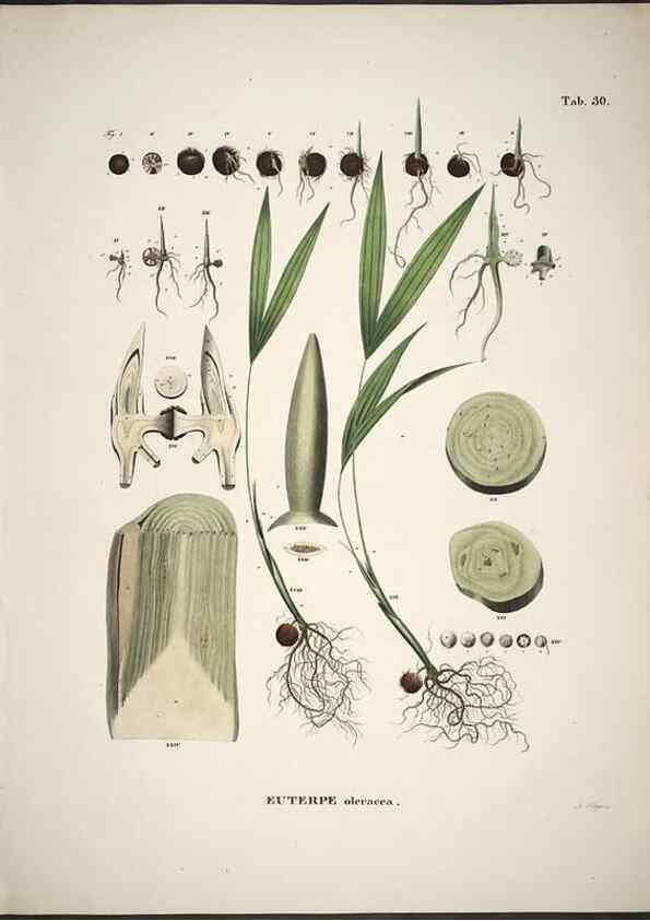 Reproducción/Reproduction 49785643436: Historia naturalis palmarum. Lipsiae: T.O. Weigel, [1823-50]. 