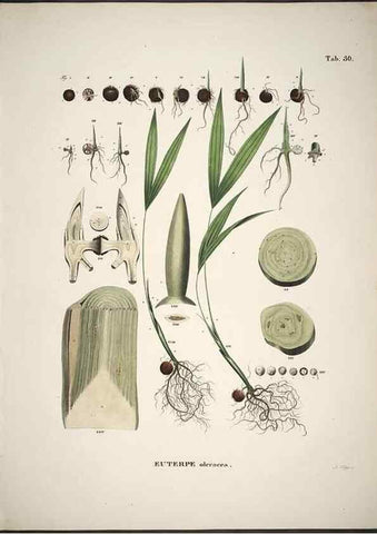 Reproducción/Reproduction 49785643436: Historia naturalis palmarum. Lipsiae: T.O. Weigel, [1823-50]. 