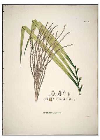 Reproducción/Reproduction 49785107978: Historia naturalis palmarum. Lipsiae: T.O. Weigel, [1823-50]. 