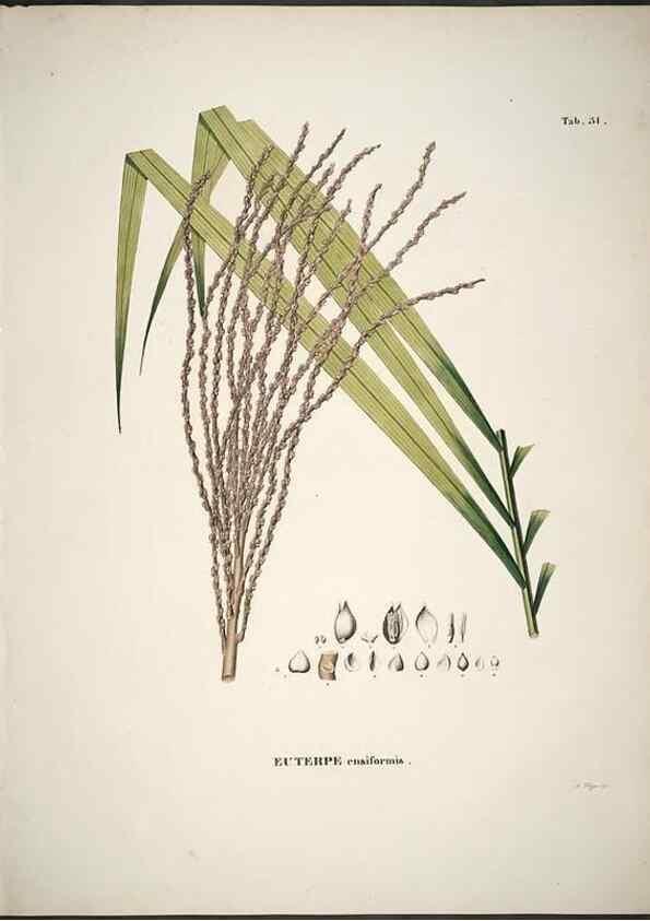 Reproducción/Reproduction 49785107978: Historia naturalis palmarum. Lipsiae: T.O. Weigel, [1823-50]. 