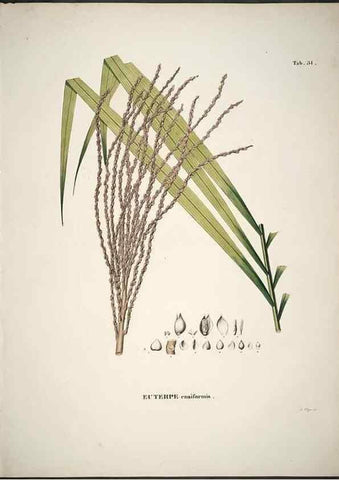 Reproducción/Reproduction 49785107978: Historia naturalis palmarum. Lipsiae: T.O. Weigel, [1823-50]. 