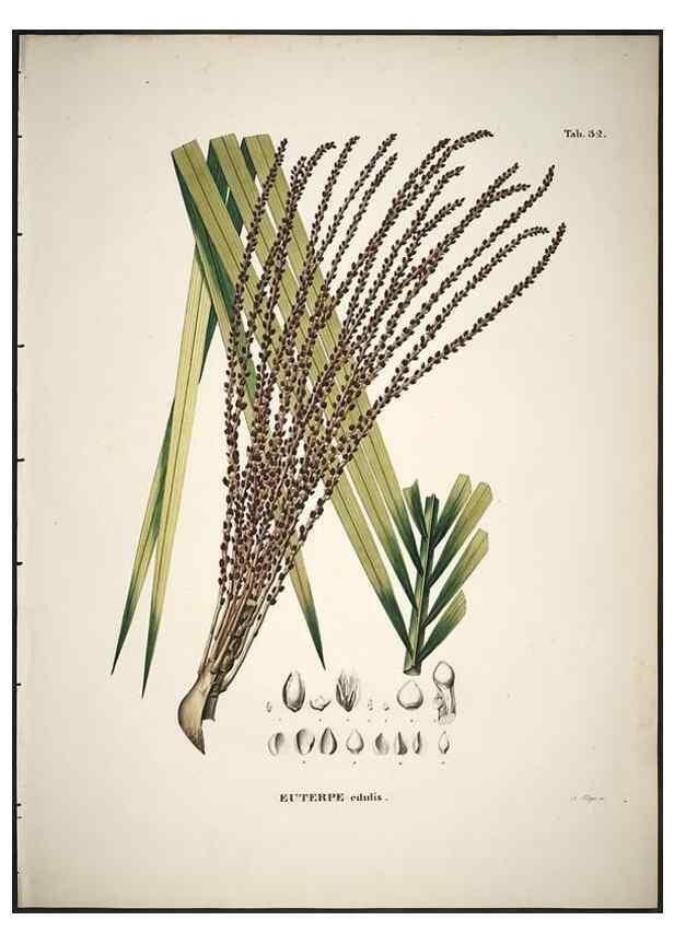 Reproducción/Reproduction 49785108198: Historia naturalis palmarum. Lipsiae: T.O. Weigel, [1823-50]. 