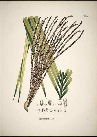 Reproducción/Reproduction 49785108198: Historia naturalis palmarum. Lipsiae: T.O. Weigel, [1823-50]. 