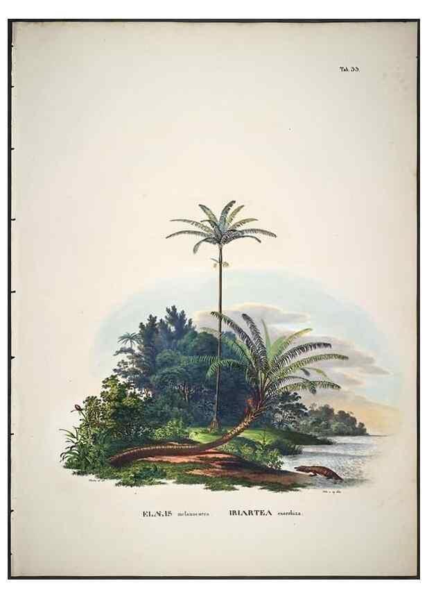 Reproducción/Reproduction 49785966322: Historia naturalis palmarum. Lipsiae: T.O. Weigel, [1823-50]. 