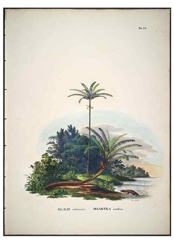 Reproducción/Reproduction 49785966322: Historia naturalis palmarum. Lipsiae: T.O. Weigel, [1823-50]. 