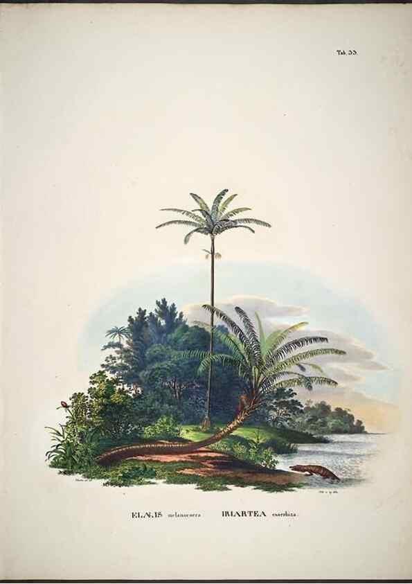 Reproducción/Reproduction 49785966322: Historia naturalis palmarum. Lipsiae: T.O. Weigel, [1823-50]. 