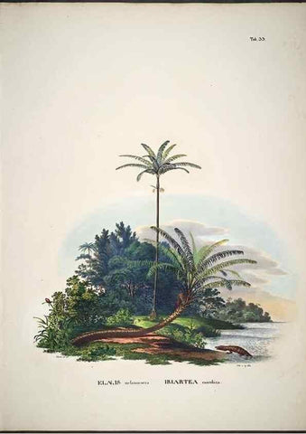 Reproducción/Reproduction 49785966322: Historia naturalis palmarum. Lipsiae: T.O. Weigel, [1823-50]. 