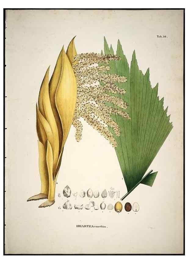 Reproducción/Reproduction 49785966557: Historia naturalis palmarum. Lipsiae: T.O. Weigel, [1823-50]. 