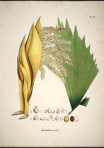 Reproducción/Reproduction 49785966557: Historia naturalis palmarum. Lipsiae: T.O. Weigel, [1823-50]. 
