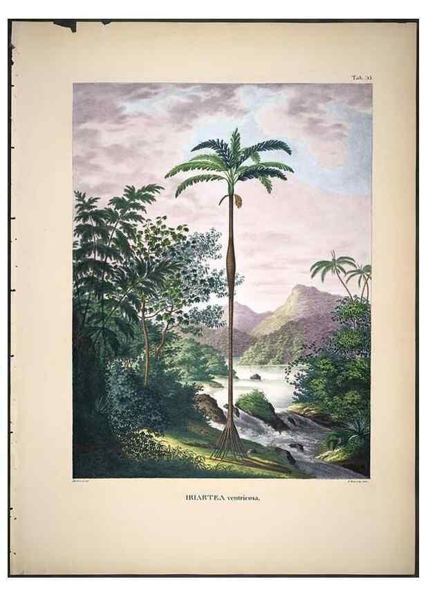 Reproducción/Reproduction 49785966797: Historia naturalis palmarum. Lipsiae: T.O. Weigel, [1823-50]. 