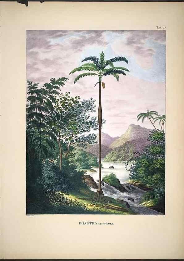 Reproducción/Reproduction 49785966797: Historia naturalis palmarum. Lipsiae: T.O. Weigel, [1823-50]. 
