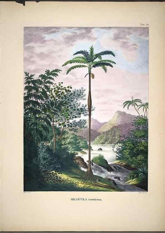 Reproducción/Reproduction 49785966797: Historia naturalis palmarum. Lipsiae: T.O. Weigel, [1823-50]. 