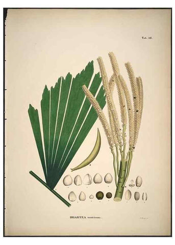 Reproducción/Reproduction 49785967017: Historia naturalis palmarum. Lipsiae: T.O. Weigel, [1823-50]. 