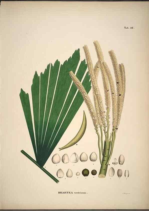 Reproducción/Reproduction 49785967017: Historia naturalis palmarum. Lipsiae: T.O. Weigel, [1823-50]. 