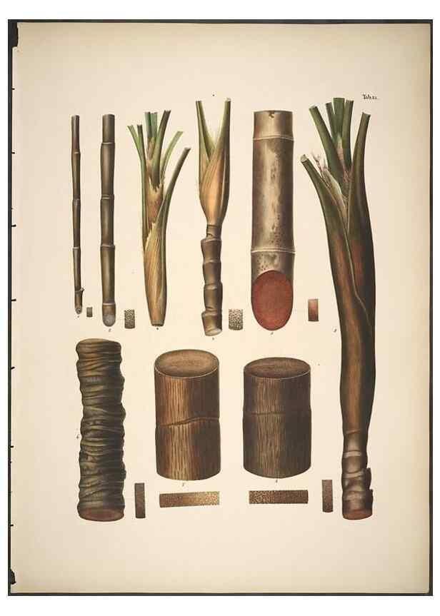 Reproducción/Reproduction 49785105208: Historia naturalis palmarum. Lipsiae: T.O. Weigel, [1823-50]. 