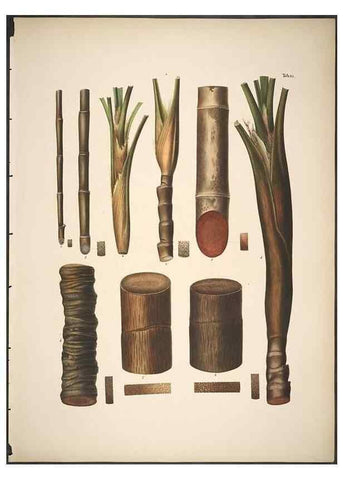 Reproducción/Reproduction 49785105208: Historia naturalis palmarum. Lipsiae: T.O. Weigel, [1823-50]. 