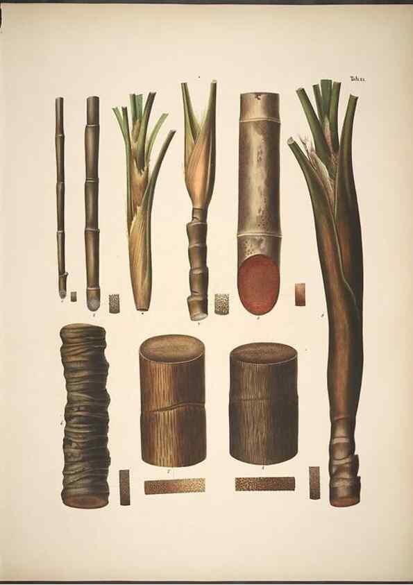 Reproducción/Reproduction 49785105208: Historia naturalis palmarum. Lipsiae: T.O. Weigel, [1823-50]. 