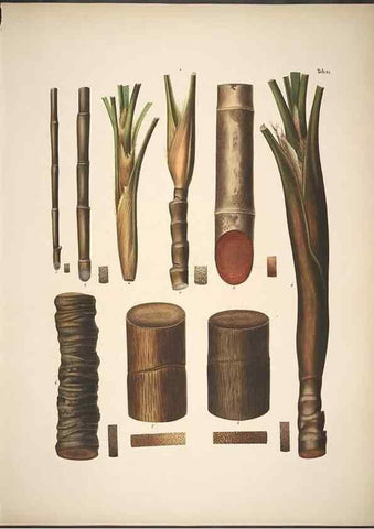 Reproducción/Reproduction 49785105208: Historia naturalis palmarum. Lipsiae: T.O. Weigel, [1823-50]. 