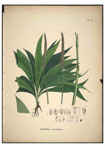 Reproducción/Reproduction 49785962902: Historia naturalis palmarum. Lipsiae: T.O. Weigel, [1823-50]. 
