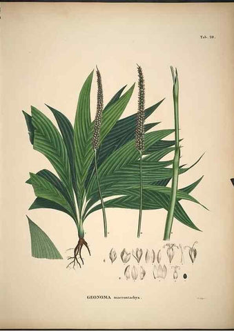 Reproducción/Reproduction 49785962902: Historia naturalis palmarum. Lipsiae: T.O. Weigel, [1823-50]. 