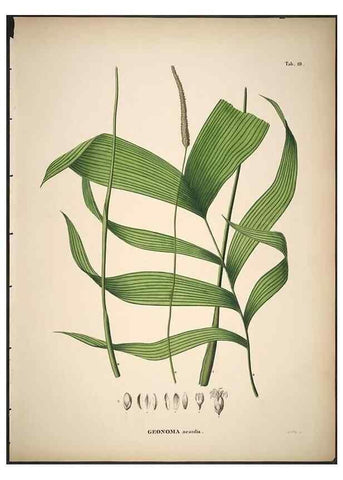 Reproducción/Reproduction 49785104648: Historia naturalis palmarum. Lipsiae: T.O. Weigel, [1823-50]. 