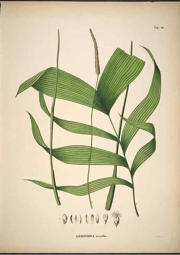 Reproducción/Reproduction 49785104648: Historia naturalis palmarum. Lipsiae: T.O. Weigel, [1823-50]. 
