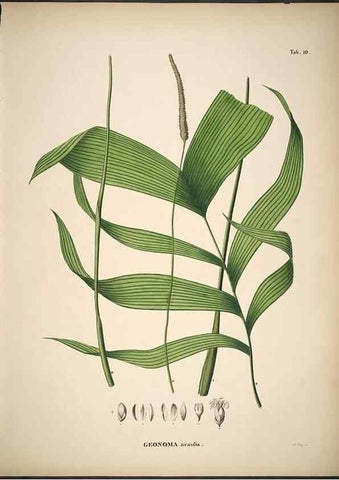 Reproducción/Reproduction 49785104648: Historia naturalis palmarum. Lipsiae: T.O. Weigel, [1823-50]. 