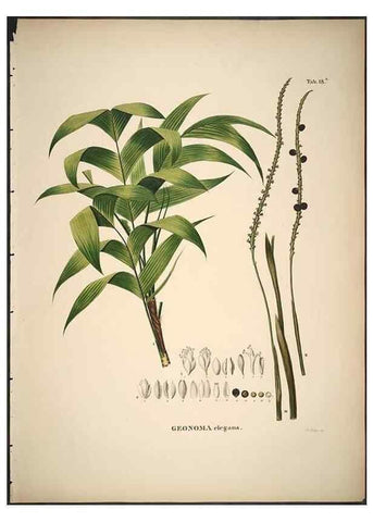 Reproducción/Reproduction 49785962462: Historia naturalis palmarum. Lipsiae: T.O. Weigel, [1823-50]. 