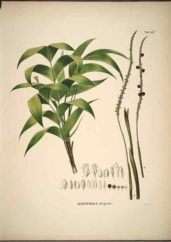 Reproducción/Reproduction 49785962462: Historia naturalis palmarum. Lipsiae: T.O. Weigel, [1823-50]. 