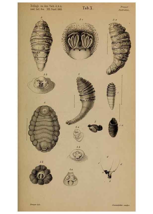 Reproducción/Reproduction 49785818972: Monographie der oestriden. Wien,Druck von C. Ueberreuter,1863.. 
