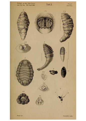Reproducción/Reproduction 49785818972: Monographie der oestriden. Wien,Druck von C. Ueberreuter,1863.. 