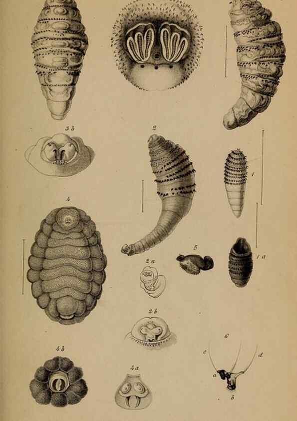 Reproducción/Reproduction 49785818972: Monographie der oestriden. Wien,Druck von C. Ueberreuter,1863.. 