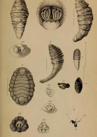 Reproducción/Reproduction 49785818972: Monographie der oestriden. Wien,Druck von C. Ueberreuter,1863.. 