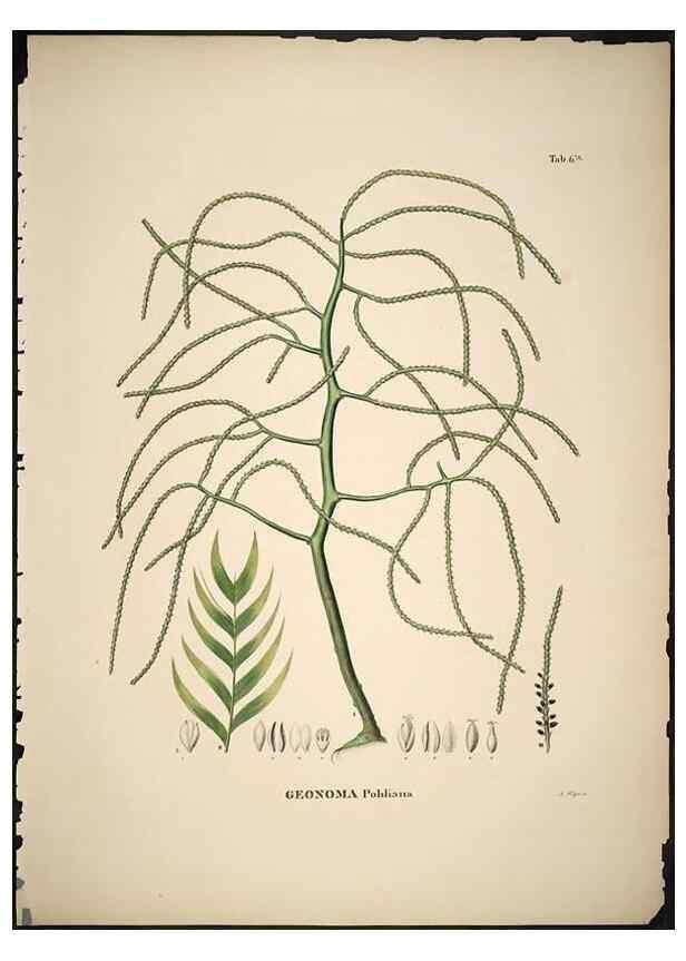 Reproducción/Reproduction 49785498111: Historia naturalis palmarum. Lipsiae: T.O. Weigel, [1823-50]. 