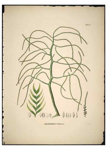 Reproducción/Reproduction 49785498111: Historia naturalis palmarum. Lipsiae: T.O. Weigel, [1823-50]. 