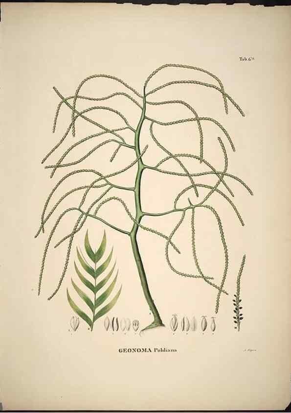 Reproducción/Reproduction 49785498111: Historia naturalis palmarum. Lipsiae: T.O. Weigel, [1823-50]. 