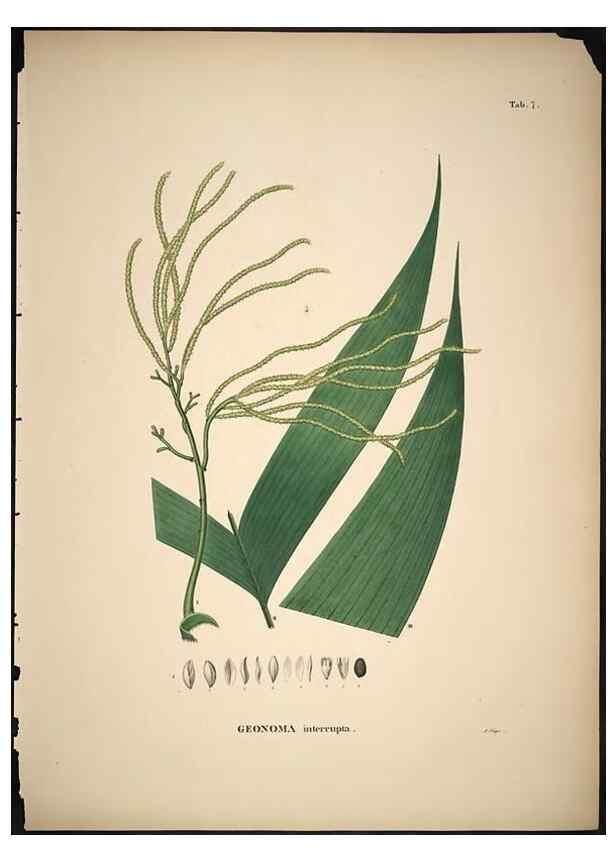 Reproducción/Reproduction 49785498321: Historia naturalis palmarum. Lipsiae: T.O. Weigel, [1823-50]. 