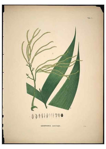 Reproducción/Reproduction 49785498321: Historia naturalis palmarum. Lipsiae: T.O. Weigel, [1823-50]. 