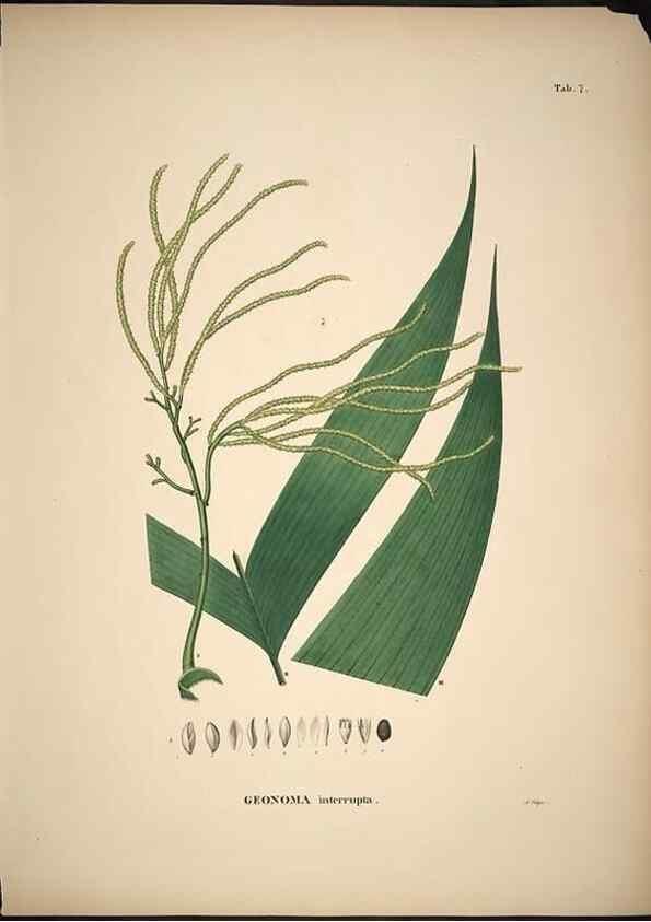 Reproducción/Reproduction 49785498321: Historia naturalis palmarum. Lipsiae: T.O. Weigel, [1823-50]. 